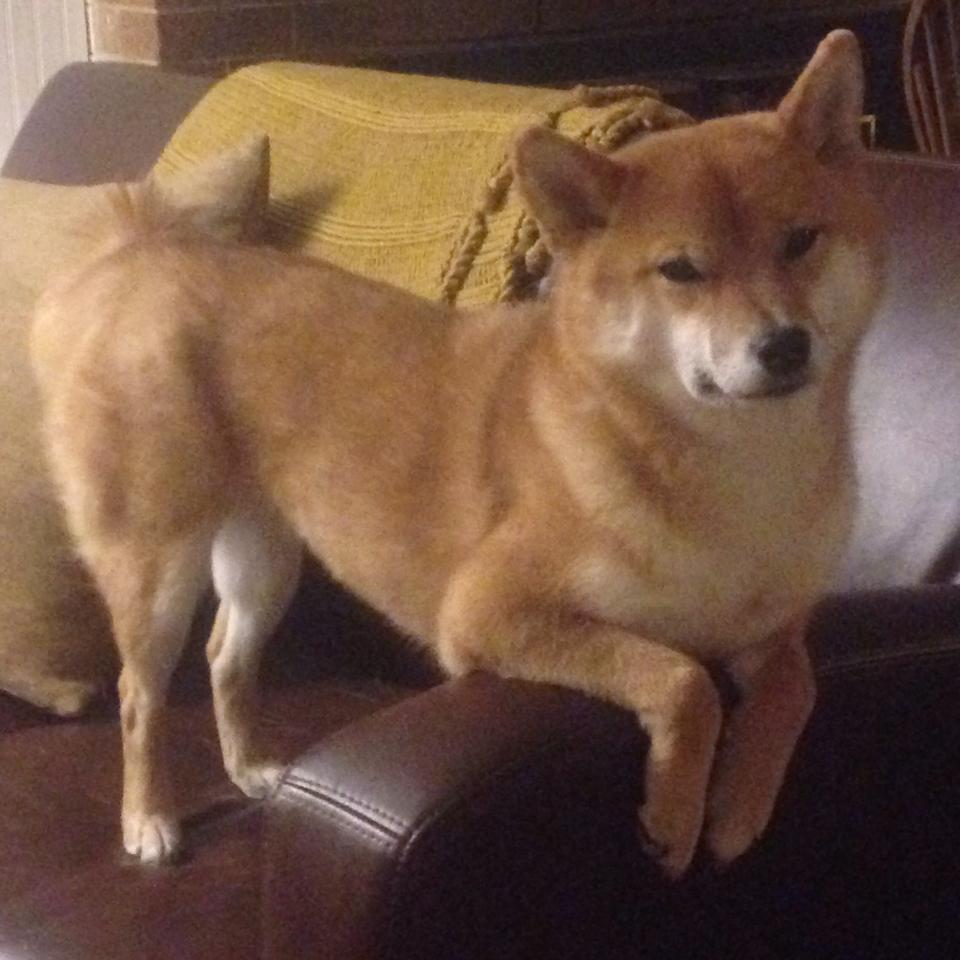 跨越太平洋的胜利基因,从广东队的坚韧到班凯罗的接管